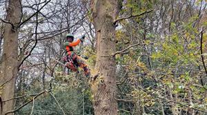 Arborist working up a tree at Winkworth Arboretum - credit all images: Kirstin Alexander